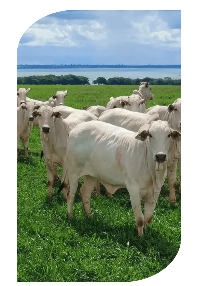 agrocena_consultoria_de_abate_pecuaria_gado_de_corte_nelore_gestao_de_abate