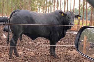 agrocena_consultoria_de_abate_pecuaria_gado_de_corte_nelore_gestao_de_abate