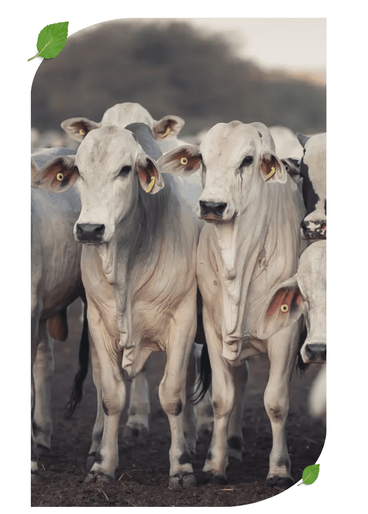 agrocena_consultoria_de_abate_pecuaria_gado_de_corte_nelore_gestao_de_abate