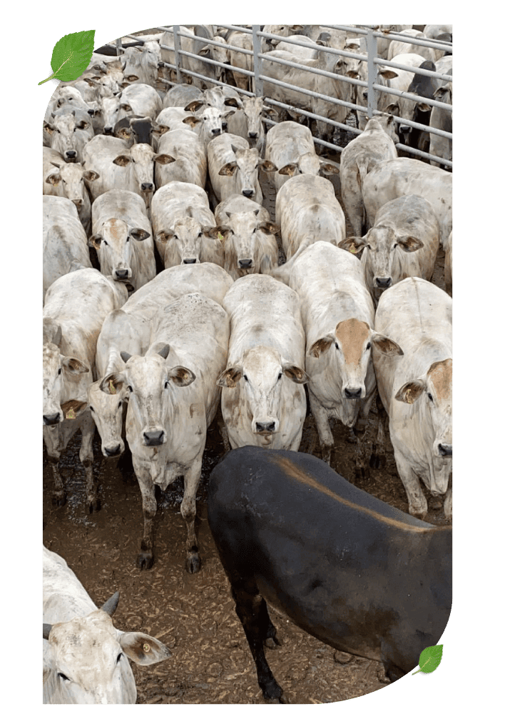 agrocena_consultoria_de_abate_pecuaria_gado_de_corte_nelore_gestao_de_abate