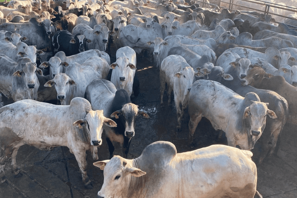 agrocena_consultoria_de_abate_pecuaria_gado_de_corte_nelore_icone_servicos_gestao_de_abate_bovino_