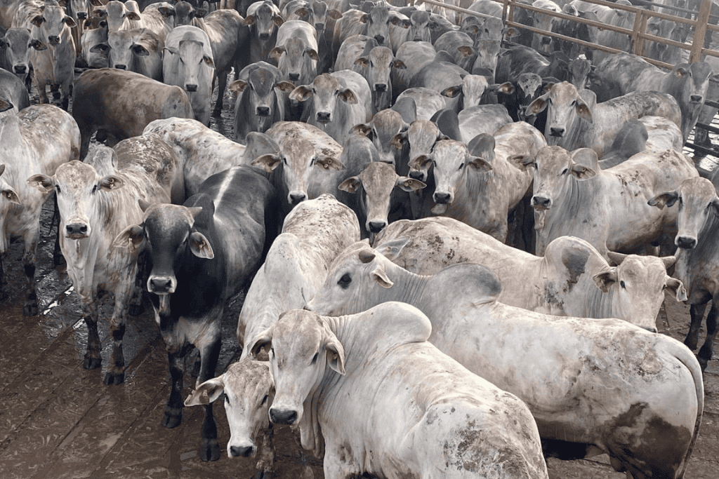 agrocena_consultoria_de_abate_pecuaria_gado_de_corte_nelore_icone_servicos_gestao_de_abate_bovino_3