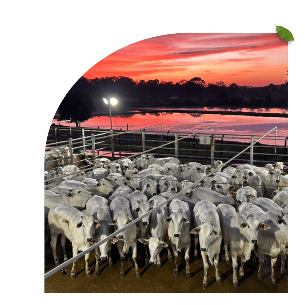 agrocena_consultoria_de_abate_pecuaria_gado_de_corte_nelore_gestao_de_abate